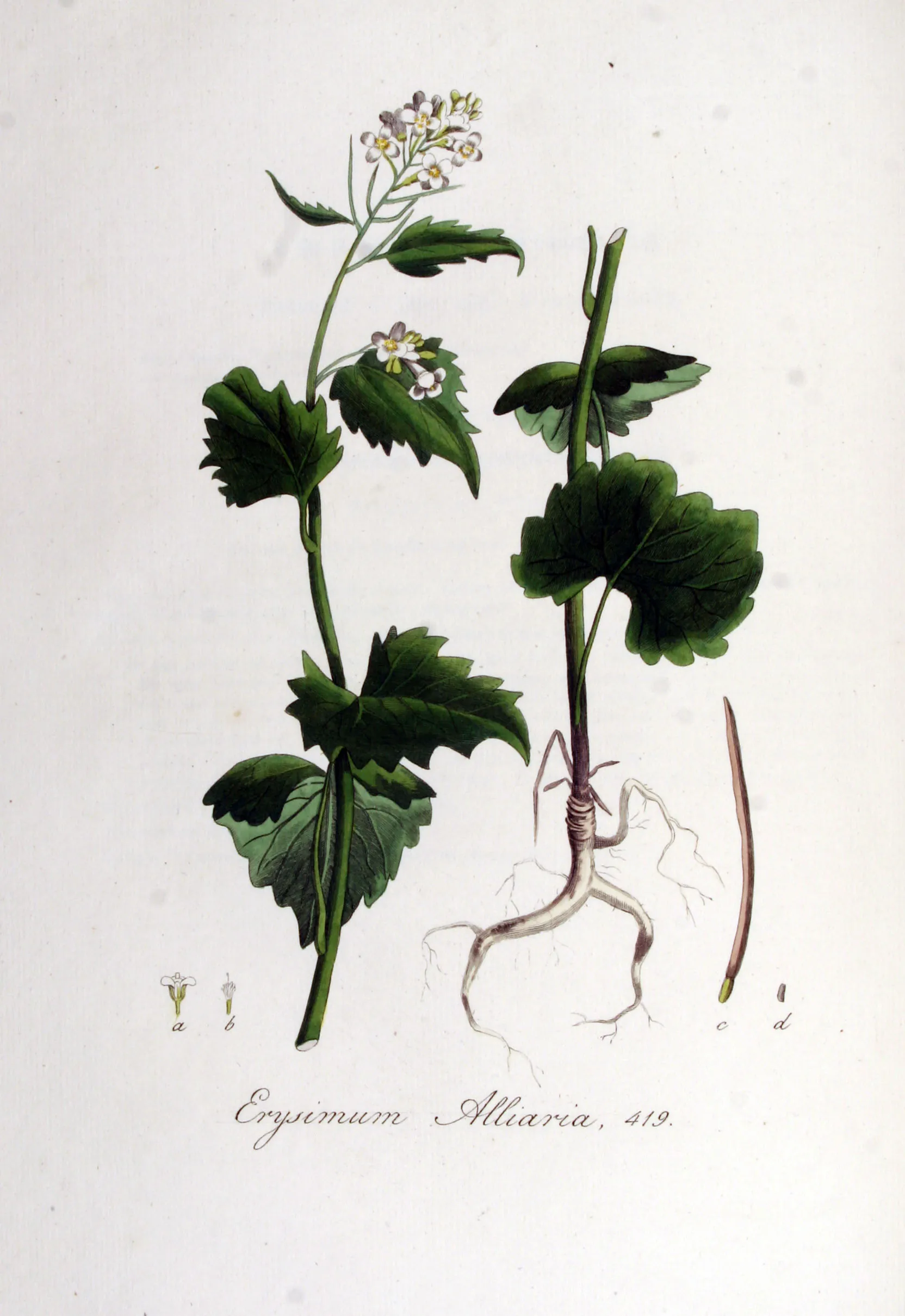 Illustration, Christiaan Sepp, Flora Batava vol. 6, 1832.